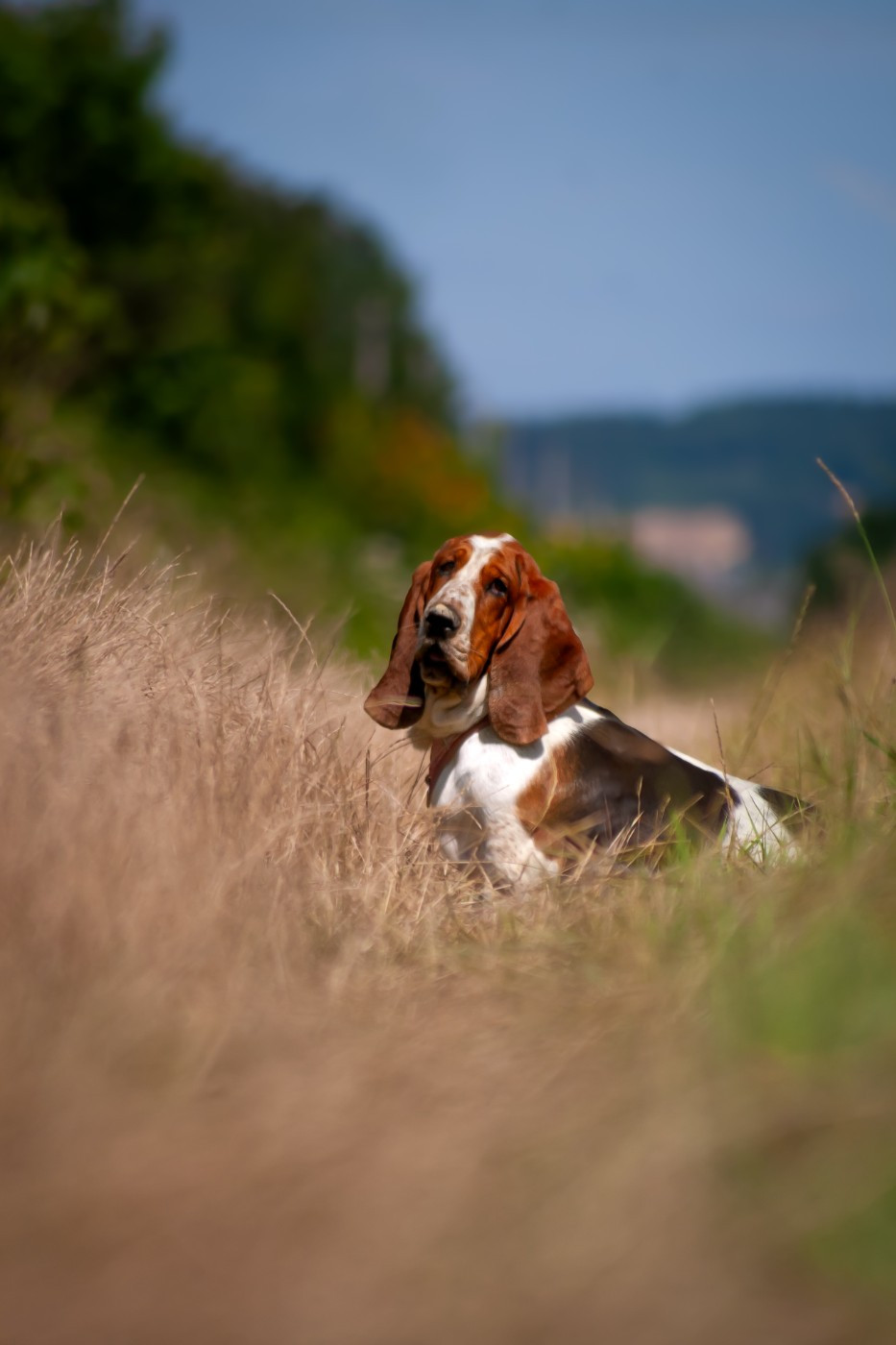 Nos femelles Basset Hound