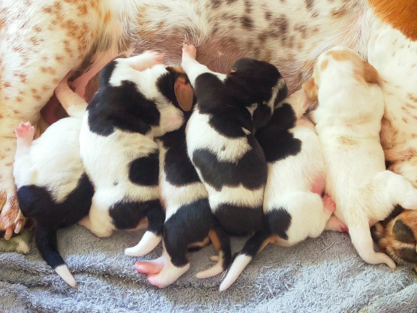 Nos chiots Basset Hound de l'année 2025