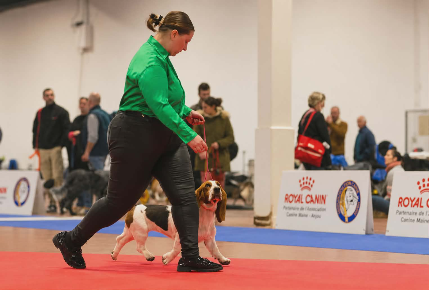 Exposition canine